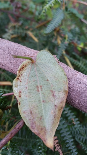 Dioscorea trichantha image