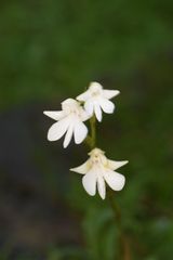 Habenaria suaveolens