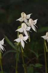 Habenaria rariflora