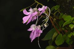 Impatiens acaulis