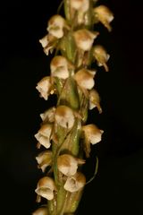 Peristylus plantagineus