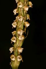 Peristylus plantagineus