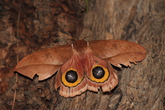 Automeris belti