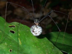 Gagrellinae