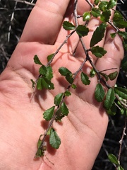 Acalypha eremorum