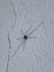 Mitopus glacialis