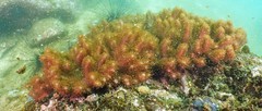Cladiella