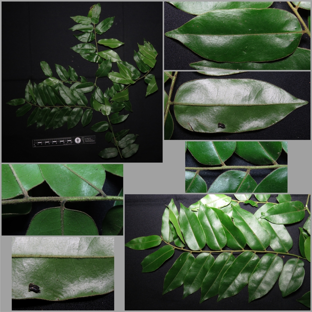 Diospyros confertiflora (Diospyros confertiflora)