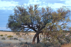 Acacia georginae