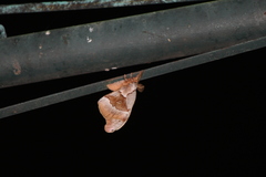 Antheraea