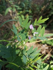 Galega