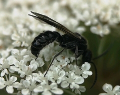 Myrmosa atra