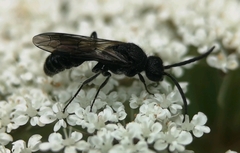 Myrmosa atra