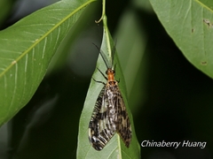 Neochauliodes formosanus