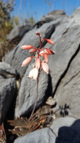 Aloe calcairophila image