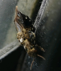 Ontholestes murinus