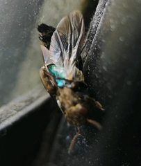 Ontholestes murinus