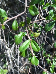 Acalypha eremorum