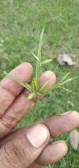 Cyperus cyperoides