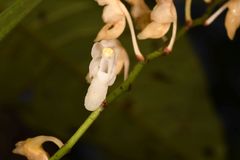 Aerides ringens