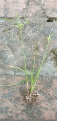 Cyperus cyperoides