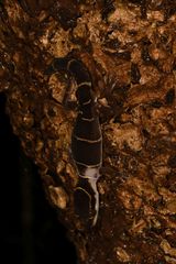 Cyrtodactylus deccanensis