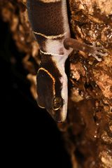 Cyrtodactylus deccanensis