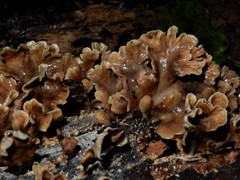Rhizocybe