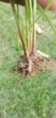Cyperus cyperoides