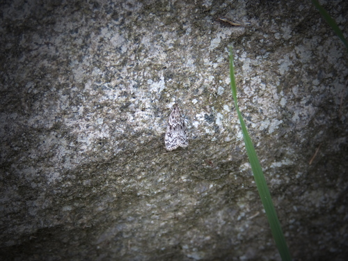 Little grey photo 3