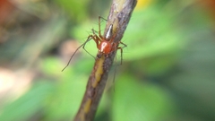 Oxyopes birmanicus