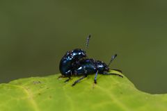 Platycorynus peregrinus