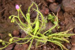 Drosera indica
