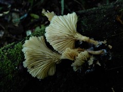 Rhizocybe albida