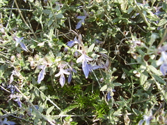 Teucrium fruticans