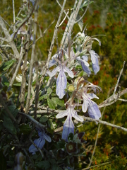 Teucrium fruticans
