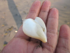 Laevistrombus canarium