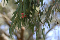 Eucalyptus sideroxylon