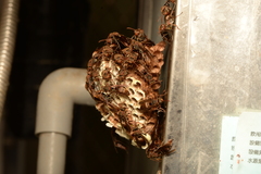 Polistes huisunensis