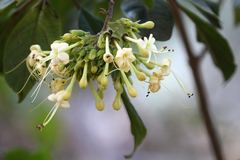 Clerodendrum tomentosum
