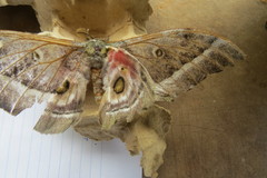 Gonimbrasia zambesina