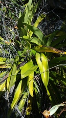 Angraecum longicalcar image