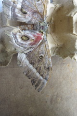 Gonimbrasia zambesina