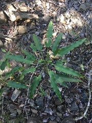 Omphalea celata