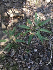 Omphalea celata