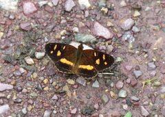 Telenassa berenice