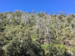 Brachychiton australis