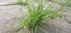 Cyperus cyperoides