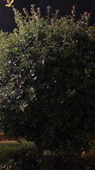 Quercus phillyreoides