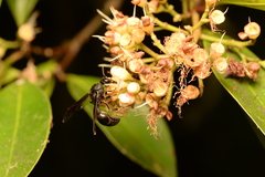 Pseudozumia indosinensis